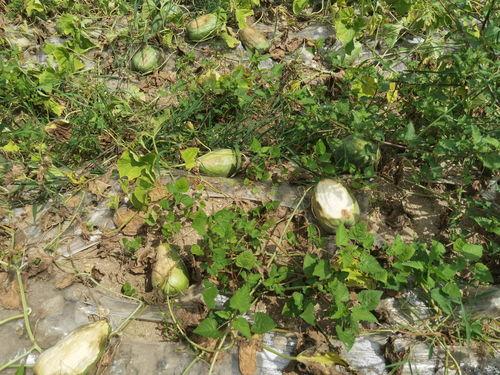 小小灰吃瓜,揭秘娱乐圈那些不为人知的幕后故事