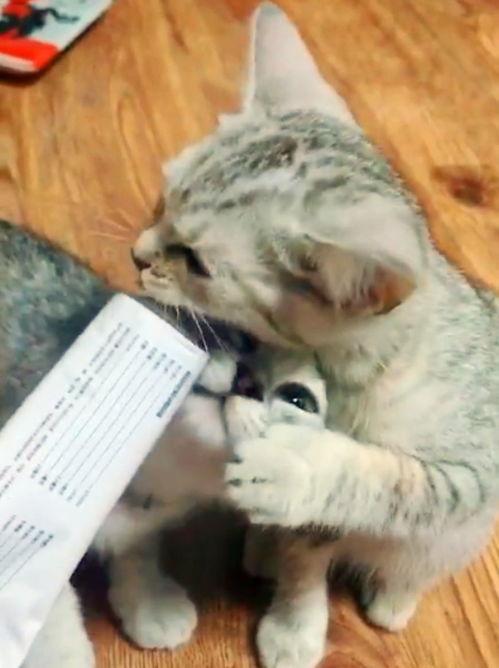 猫哥吃瓜直播,揭秘娱乐圈幕后故事