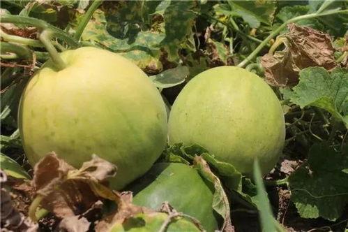 香瓜吃瓜,夏日清凉新体验