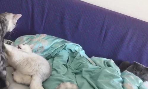 喵喵吃瓜队,揭秘娱乐圈那些不为人知的幕后故事