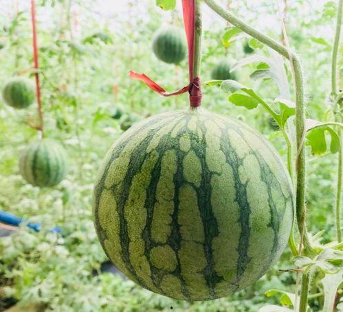 抚州吃瓜事情视频最新,真相与谣言的较量