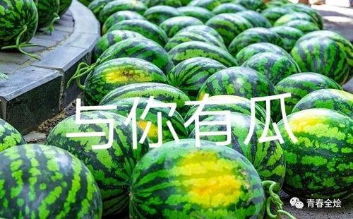 吃瓜大学,揭秘吃瓜大学生的生活点滴