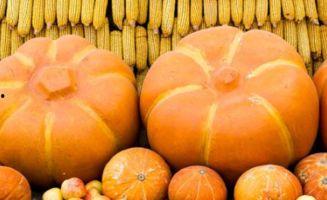 梨瓜痛风人可以吃吗