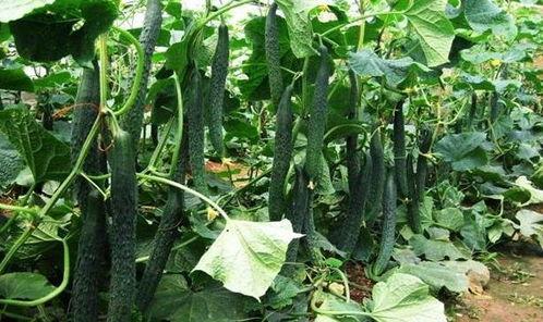 棱角瓜什么季节吃最好,秋季享用棱角瓜的最佳时节