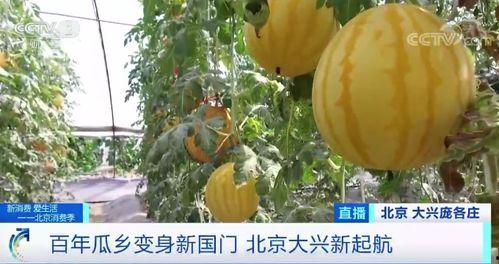 抱桶吃瓜,品味夏日清凉时光