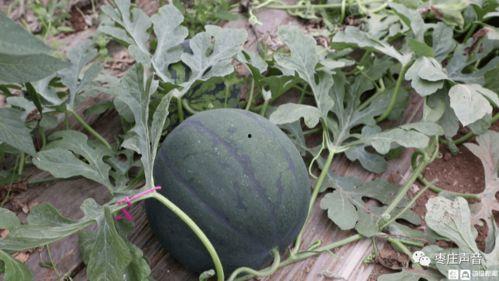 可可脑袋照片吃瓜,揭秘明星美食背后的故事