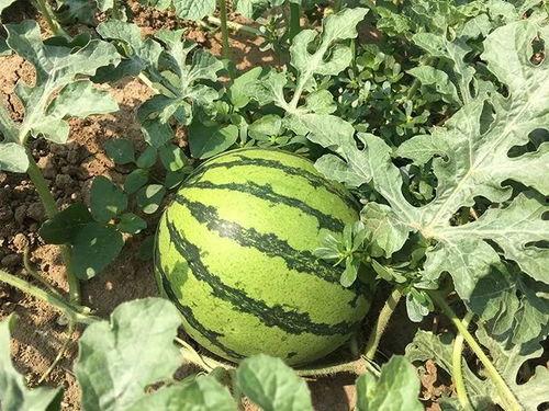 药明吃瓜,揭秘医药巨头背后的“吃瓜”故事