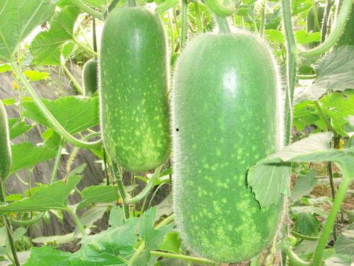 吃瓜吗大瓜,吃瓜吗？大瓜来袭！