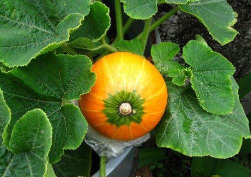 熏瓜哺乳期妇女可以吃么,哺乳期妇女熏瓜食用指南