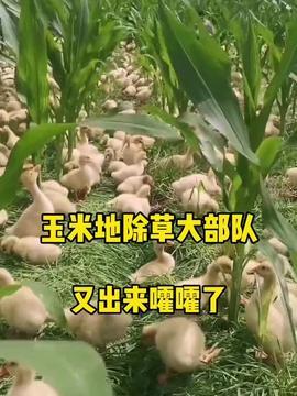 养一羊吃瓜,田园牧歌中的趣味生活