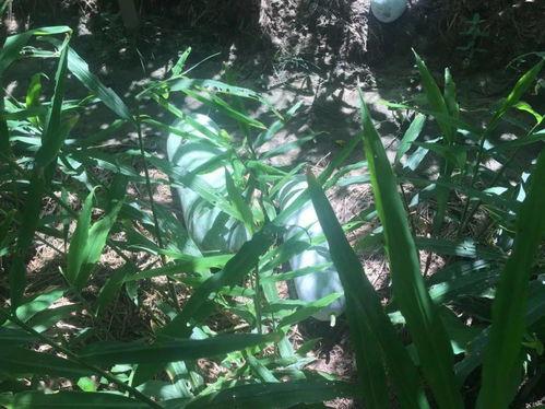 白洞吃瓜,一场穿越时空的吃瓜盛宴