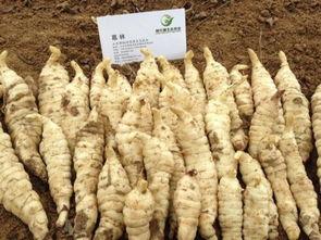 郓城张营吃瓜,夏日炎炎，吃瓜消暑乐无边