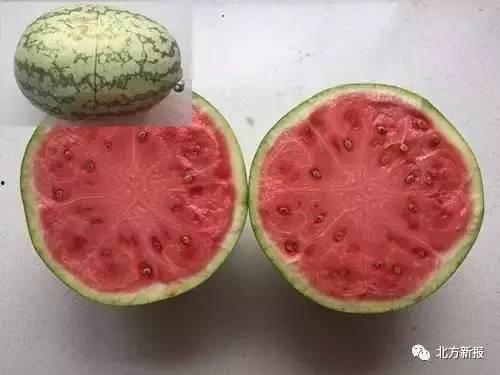 吃瓜不是全是籽,吃瓜乐趣，籽与不籽的奥秘