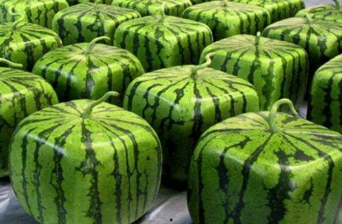 吃瓜丶中国,网络热词背后的文化现象