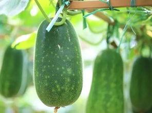 多人公园吃瓜,见证人间百态