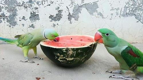 鹦鹉吃的瓜,揭秘鹦鹉喜爱的美味瓜类