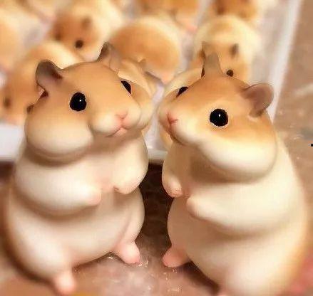 吃瓜群众仓鼠君,揭秘娱乐圈幕后趣闻