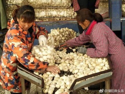 濮阳吃瓜男,吃瓜男生引发的校园热议