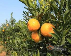 小青柑吃瓜,夏日消暑，吃瓜新风尚