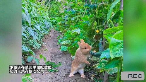 小兔吃瓜图片,夏日清凉一夏