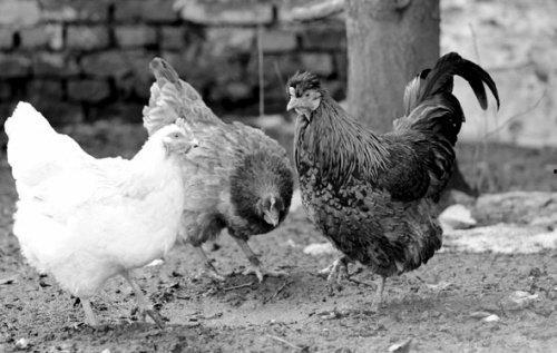 母鸡打架公鸡吃瓜