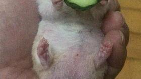 偷拍老王吃瓜,老王吃瓜的尴尬瞬间曝光