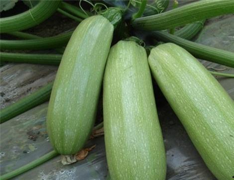 孕初期吃西蜜瓜