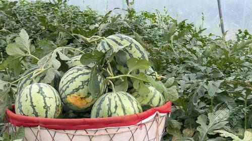 在村里吃瓜的,围坐瓜田，共享闲谈时光