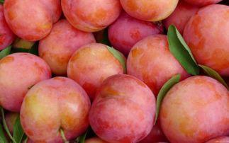 梦见吃李子和吃瓜,解析吃李子与吃瓜的寓意