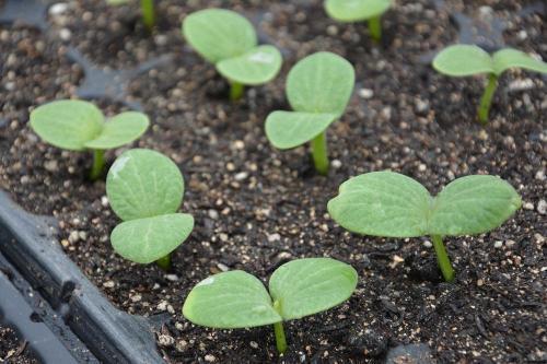 瓜长芽可以吃吗