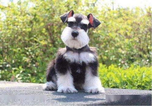 雪纳瑞吃板栗瓜,板栗瓜的独特魅力