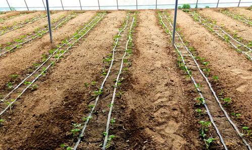 鲁山吃瓜视频,揭秘当地特色美食背后的故事