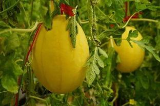 胶州吃瓜群,揭秘网络社交背后的趣味与争议