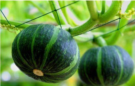 贝贝瓜炒着吃还有营养吗,贝贝瓜炒制美味与营养并存