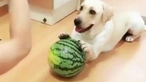 狗和主人吃瓜,狗与主人共享瓜果时光