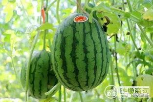 鹿邑县全民吃瓜,一场独特的民俗文化体验